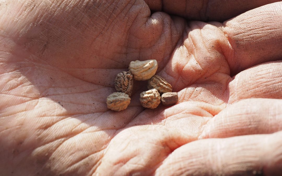 The Parable of the Sower